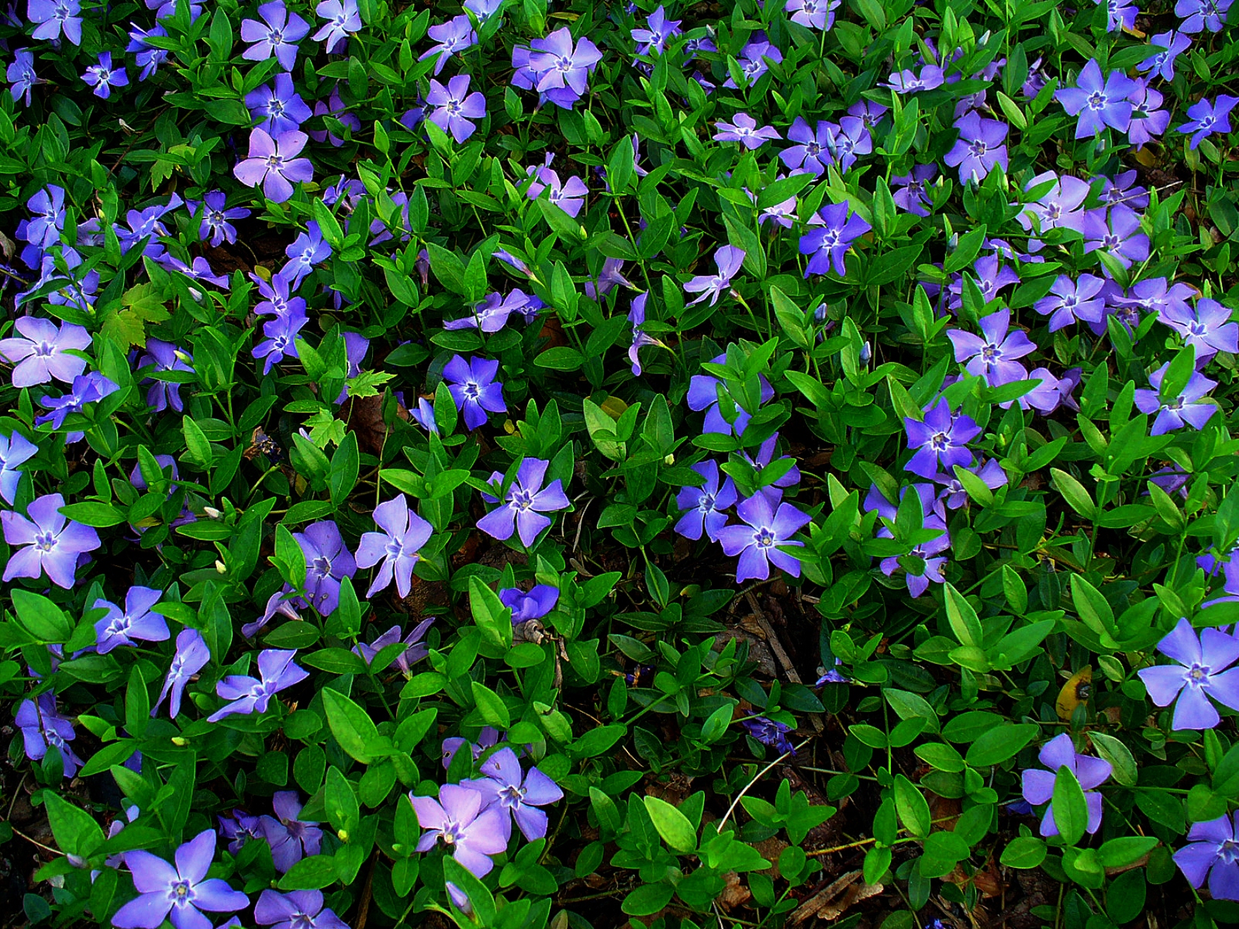 Барвинок малый (Vinca Minor)